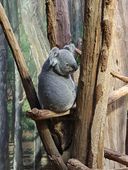 Nutzerbilder Marché Patakan (im Zoo Leipzig)