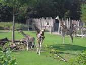 Nutzerbilder Marché Patakan (im Zoo Leipzig)