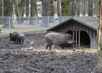 Bild zu Tiergarten Hannover-Kirchrode