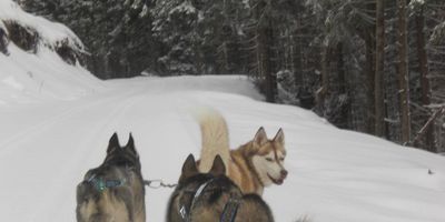 Tourismus- und Handelsagentur HUSKYERLEBNISSE Julia Kraft in Tambach Dietharz im Thüringer Wald