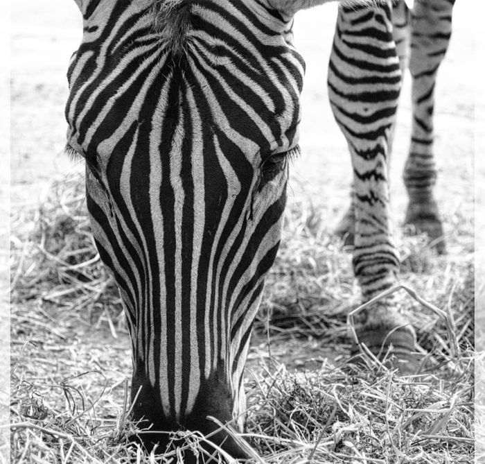 Zebra im Tierpark Thüle