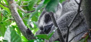 Bild zu Tier- u. Freizeitpark Thüle GmbH