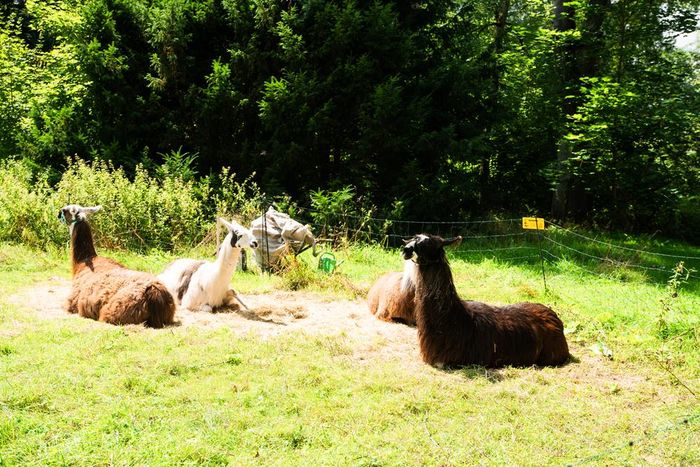 Lamas