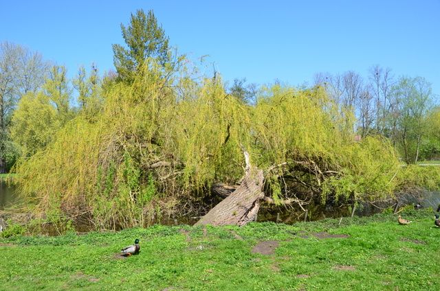 Der Baum hat sich auf den Teich gelegt (ist aber noch nicht tot) und bietet Enten und Gänsen Schutz zum Brüten