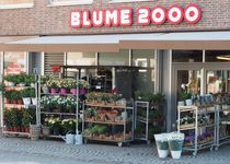 Bild zu BLUME2000 Lübeck Kohlmarkt