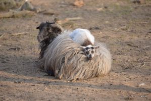 Bild zu Wildpark Schwentinental