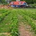 Obst-Erlebnis-Garten Hohwachter Bucht GmbH & Co. KG in Futterkamp Gemeinde Blekendorf