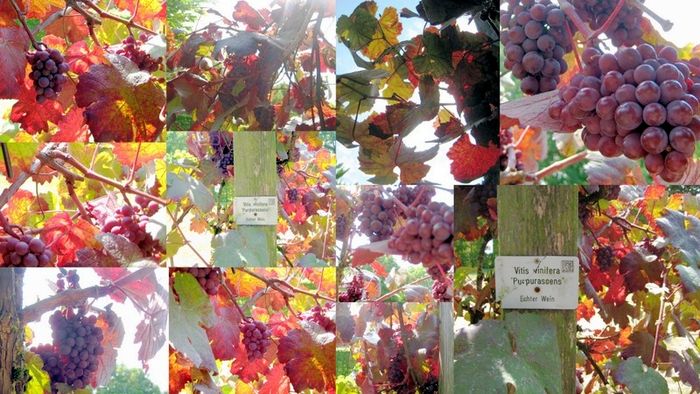 Collage:
Weintrauben im Park der Gärten...
