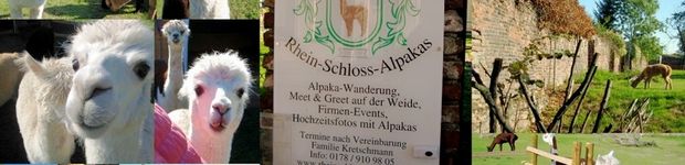 Bild zu www.Rheinschloss - Alpakas.de