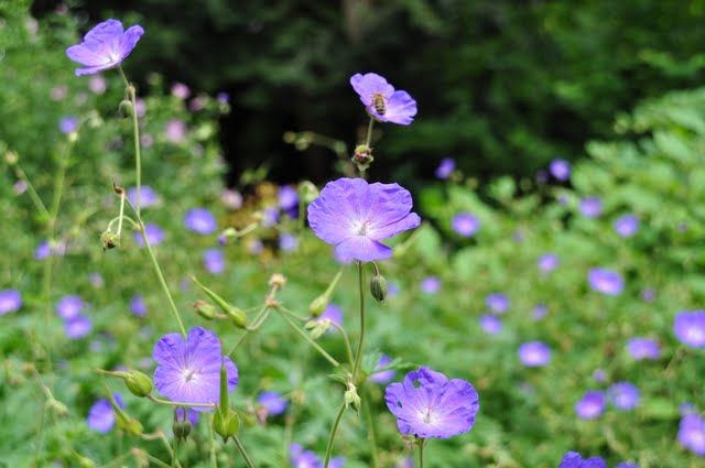 Nutzerbilder Botanischer Garten