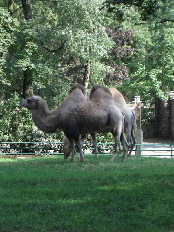 Bild 152 ZOO Duisburg AG in Duisburg