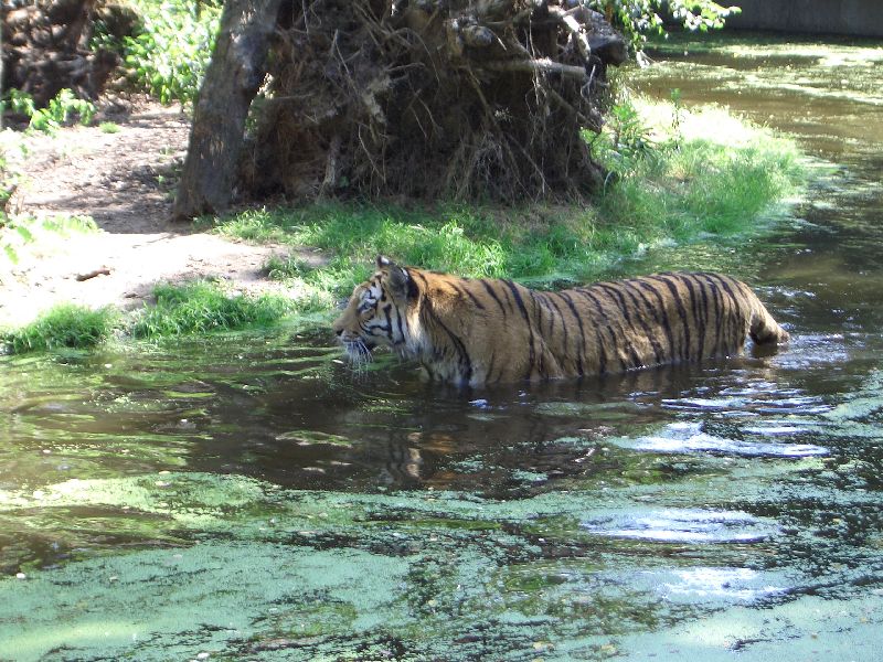 Bild 195 ZOO Duisburg AG in Duisburg