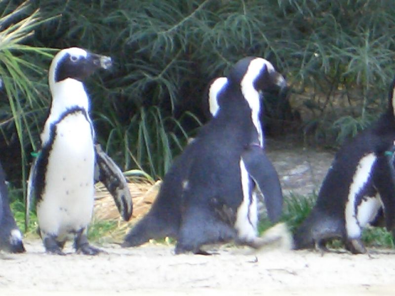 Bild 167 ZOO Duisburg AG in Duisburg