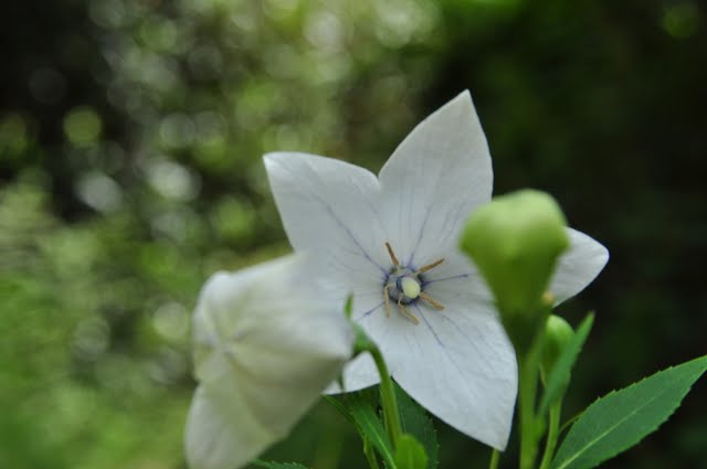 Bild 42 Botanischer Garten in Bochum