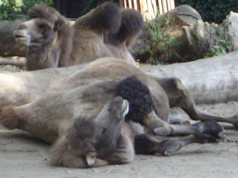 Bild 158 ZOO Duisburg AG in Duisburg