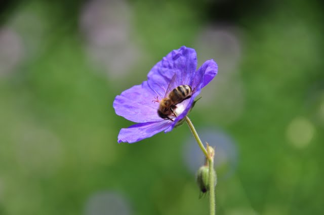 Bild 67 Botanischer Garten in Bochum