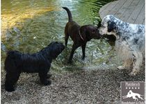 Bild zu Hundehotel Platzhirsch - Essen