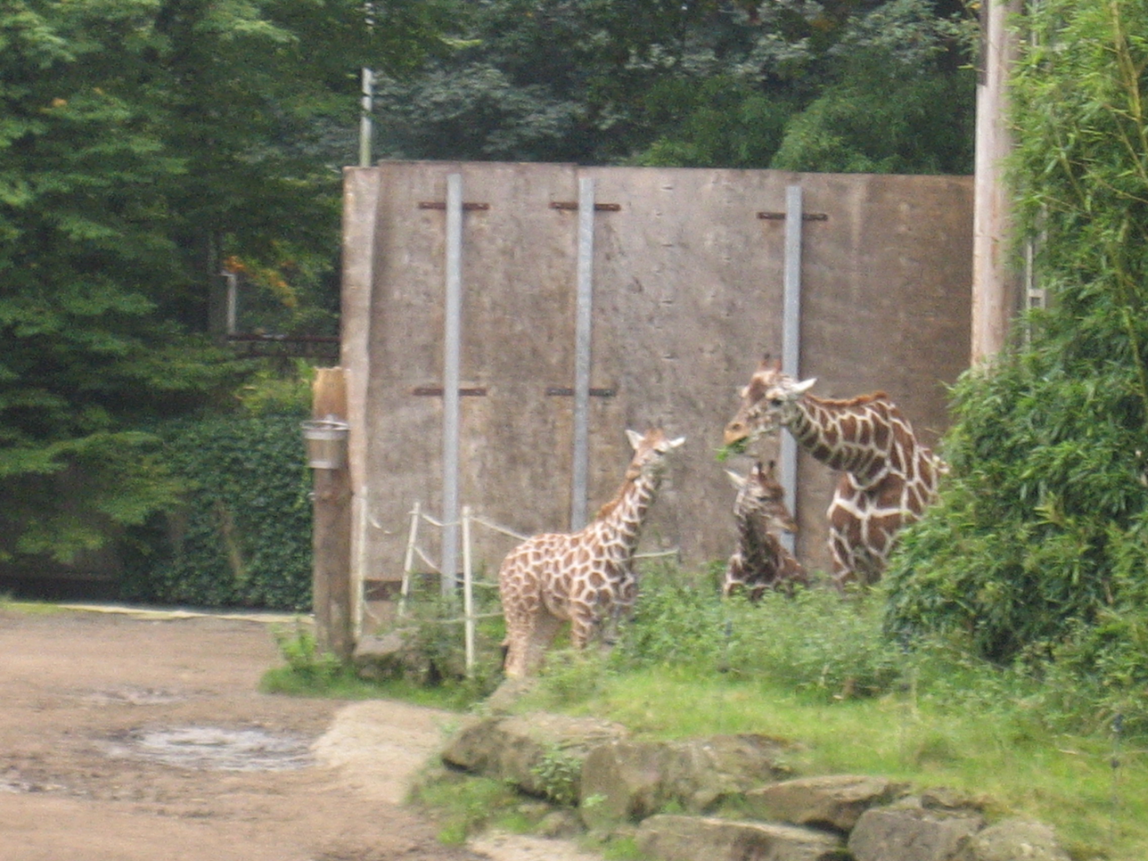 Giraffen-Gehege