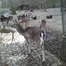 Tiergehege im Kaisergarten Oberhausen in Oberhausen im Rheinland