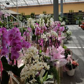 Gartencenter Schley's Blumenparadies in Bochum Wattenscheid