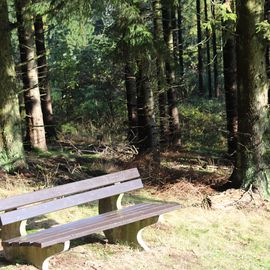 auf dem Weg zum Hochseilgarten, lkaden immer wieder Plätze ein, zum ausruhen und um die Stille des Waldes zu genießen
