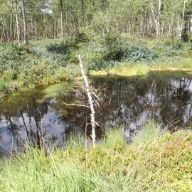 Im Silberborner Moor