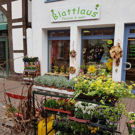 Blattlaus- Floristik, Pflanzen und mehr.. in Holzminden