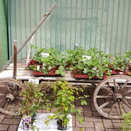 Meseke Rainer Gärtnerei in Bodenfelde