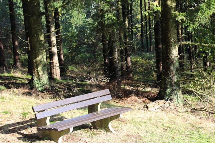 auf dem Weg zum Hochseilgarten, lkaden immer wieder Plätze ein, zum ausruhen und um die Stille des Waldes zu genießen
