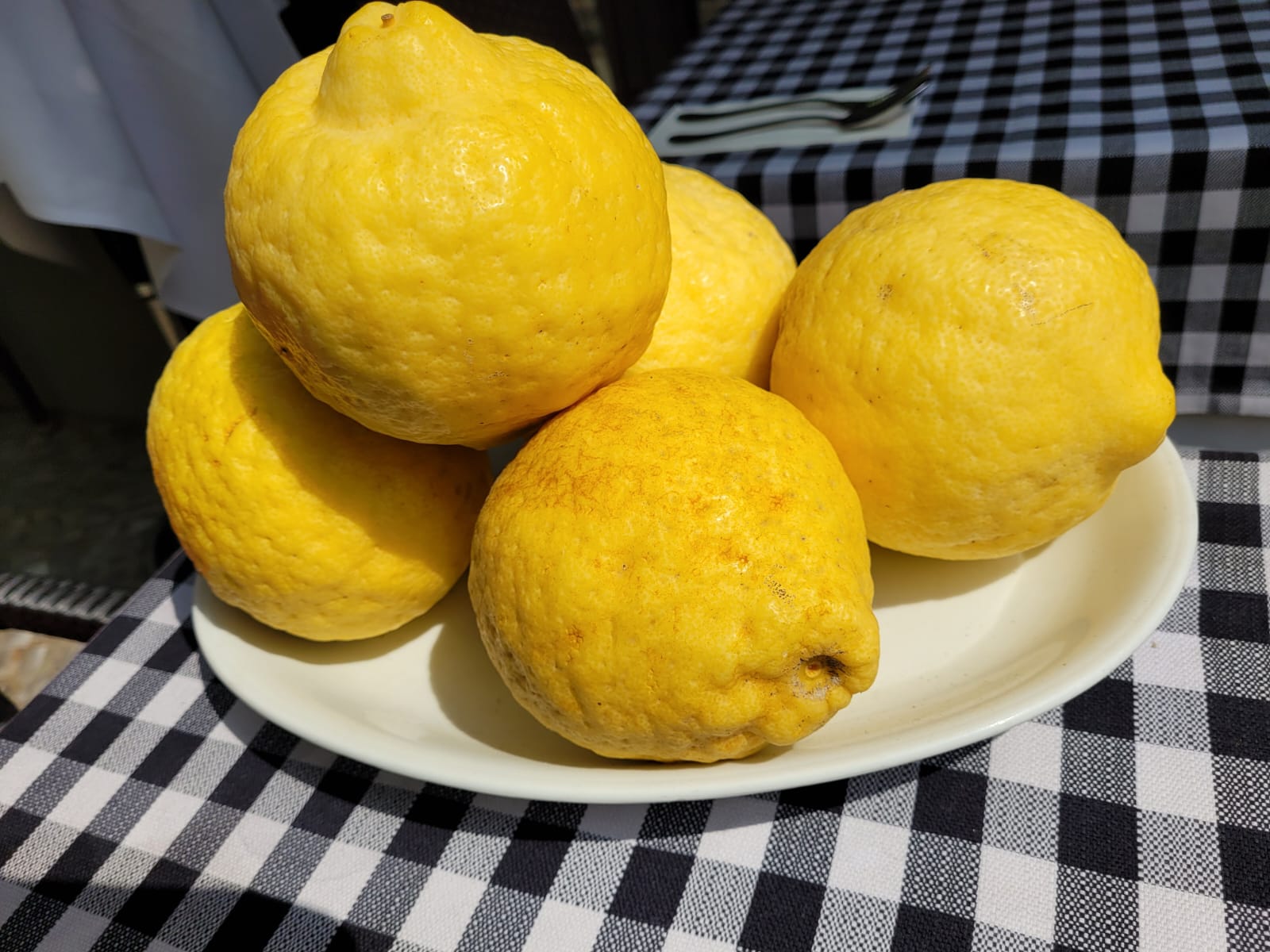 Zitronatzitrone aus Süditalien
