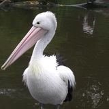 Weltvogelpark Vogelpark Walsrode GmbH in Walsrode