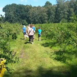 Pflücken der Blaubeeren