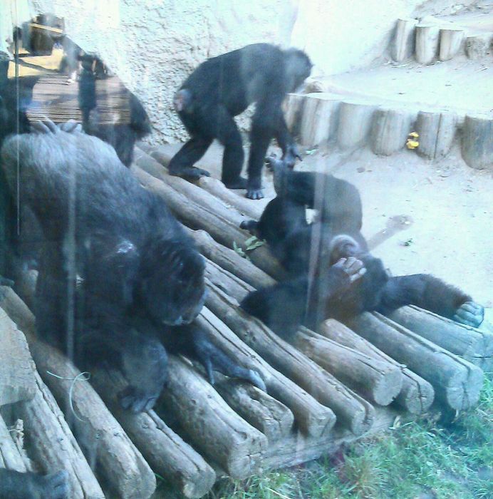 Nutzerbilder Marché Patakan (im Zoo Leipzig)