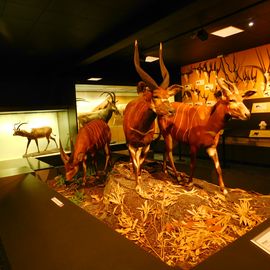 Zoologisches Museum Hamburg in Hamburg