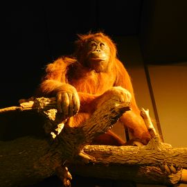 Zoologisches Museum Hamburg in Hamburg