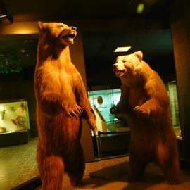 Zoologisches Museum Hamburg in Hamburg