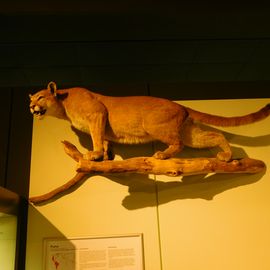 Zoologisches Museum Hamburg in Hamburg