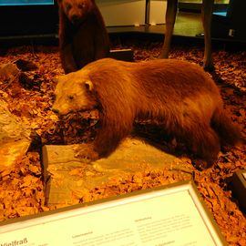 Zoologisches Museum Hamburg in Hamburg