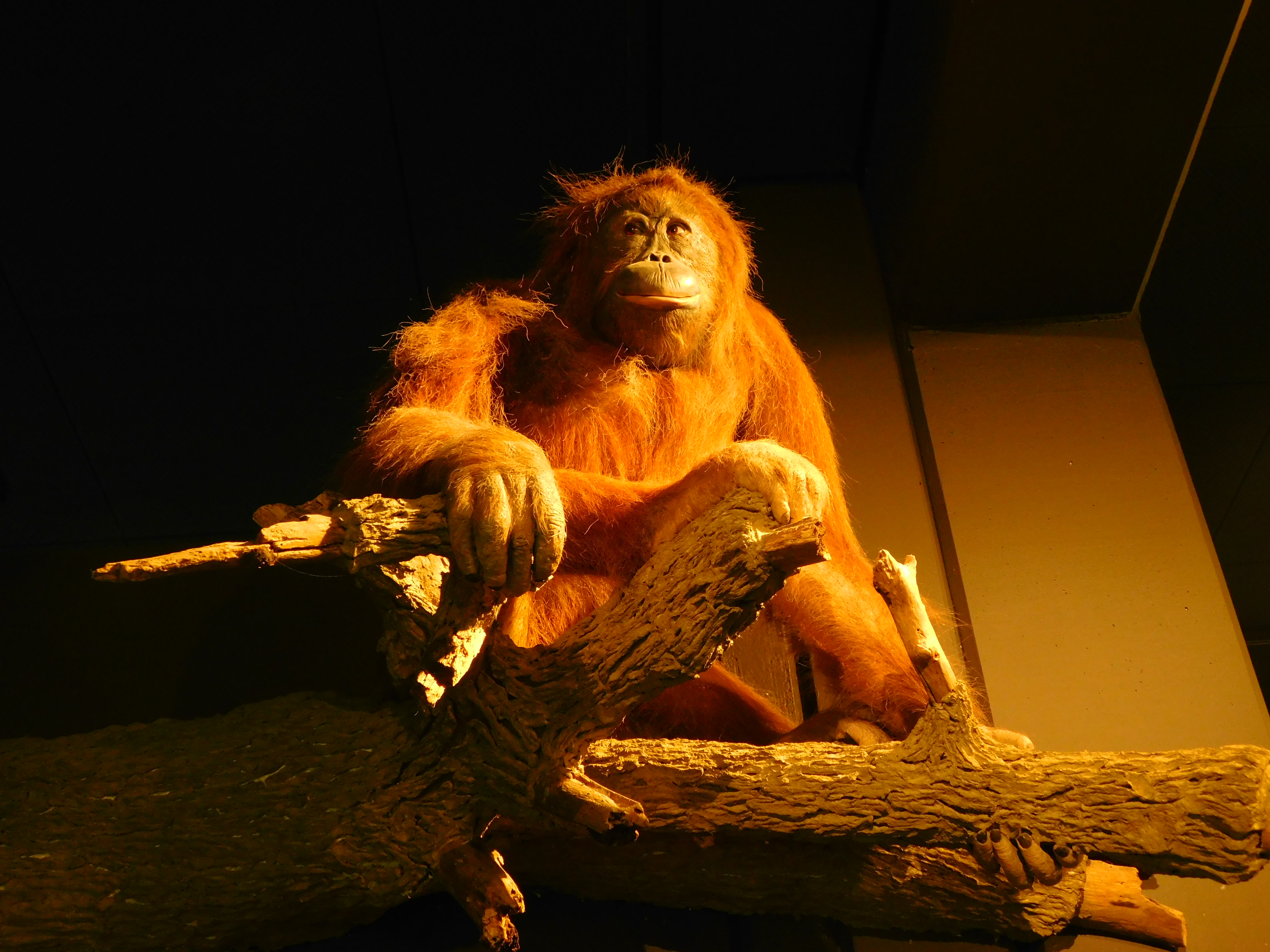 Bild 8 Zoologisches Museum in Hamburg