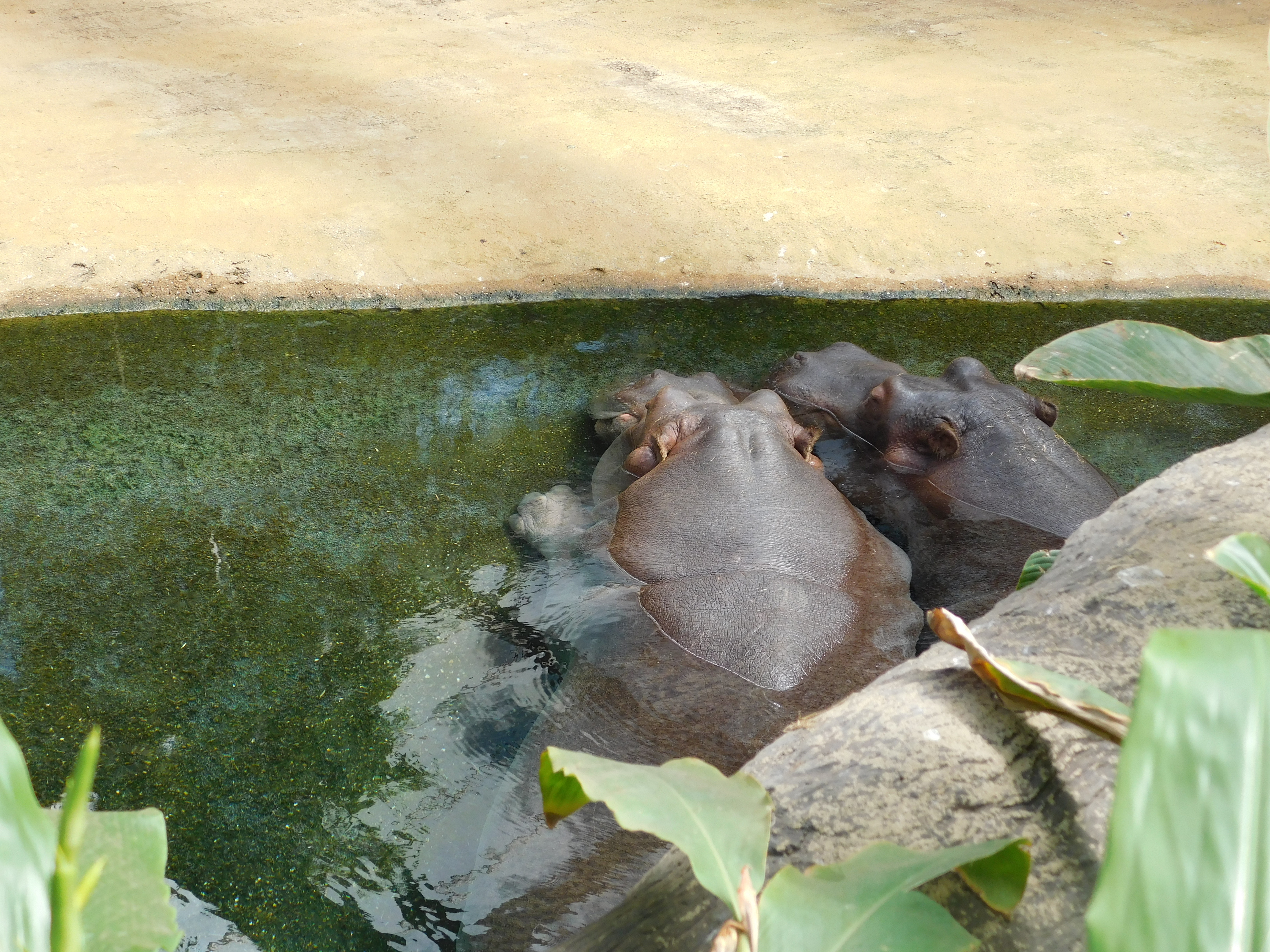 Bild 56 Zoologischer Garten Köln AG in Köln