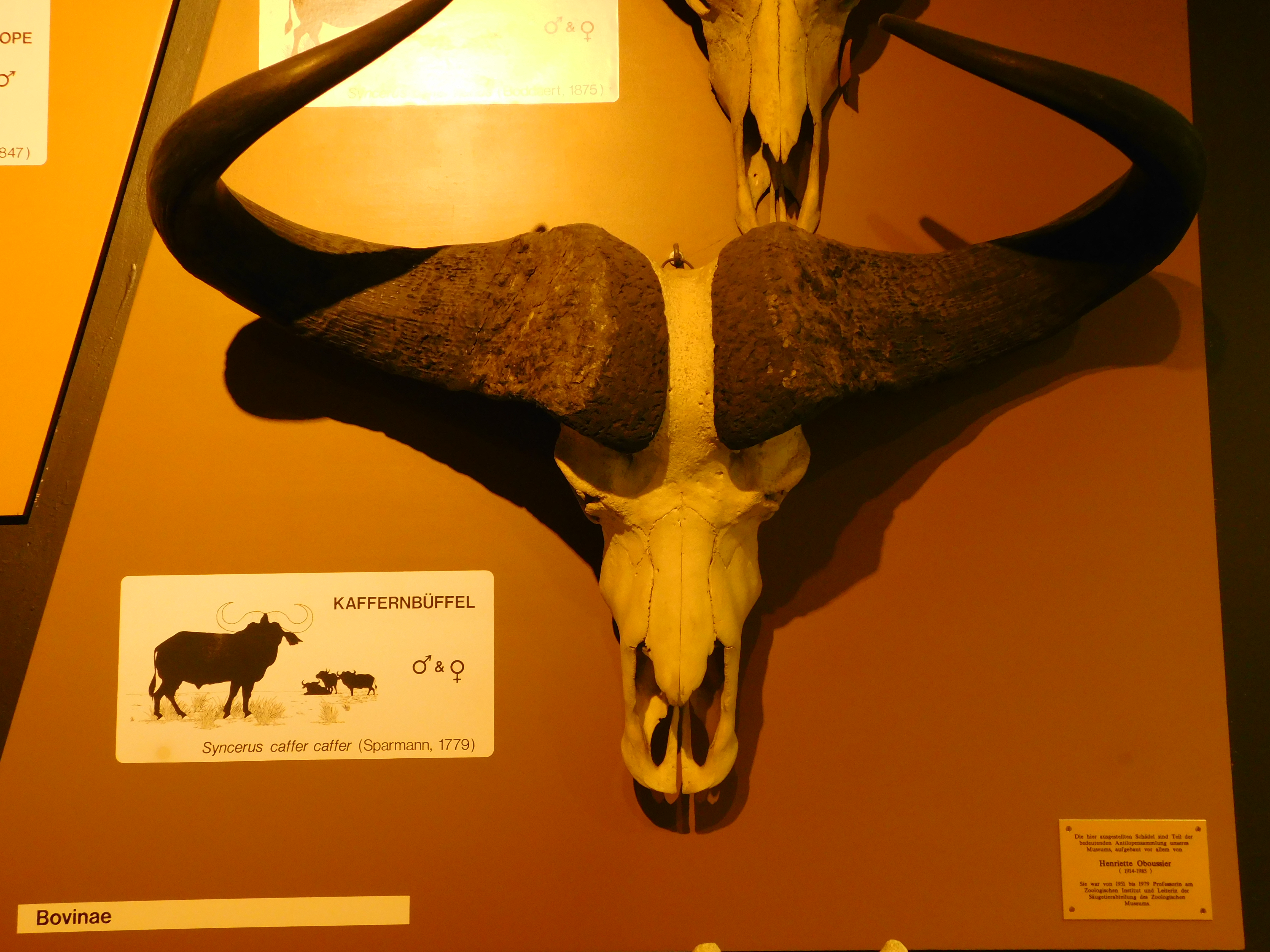 Bild 17 Zoologisches Museum in Hamburg