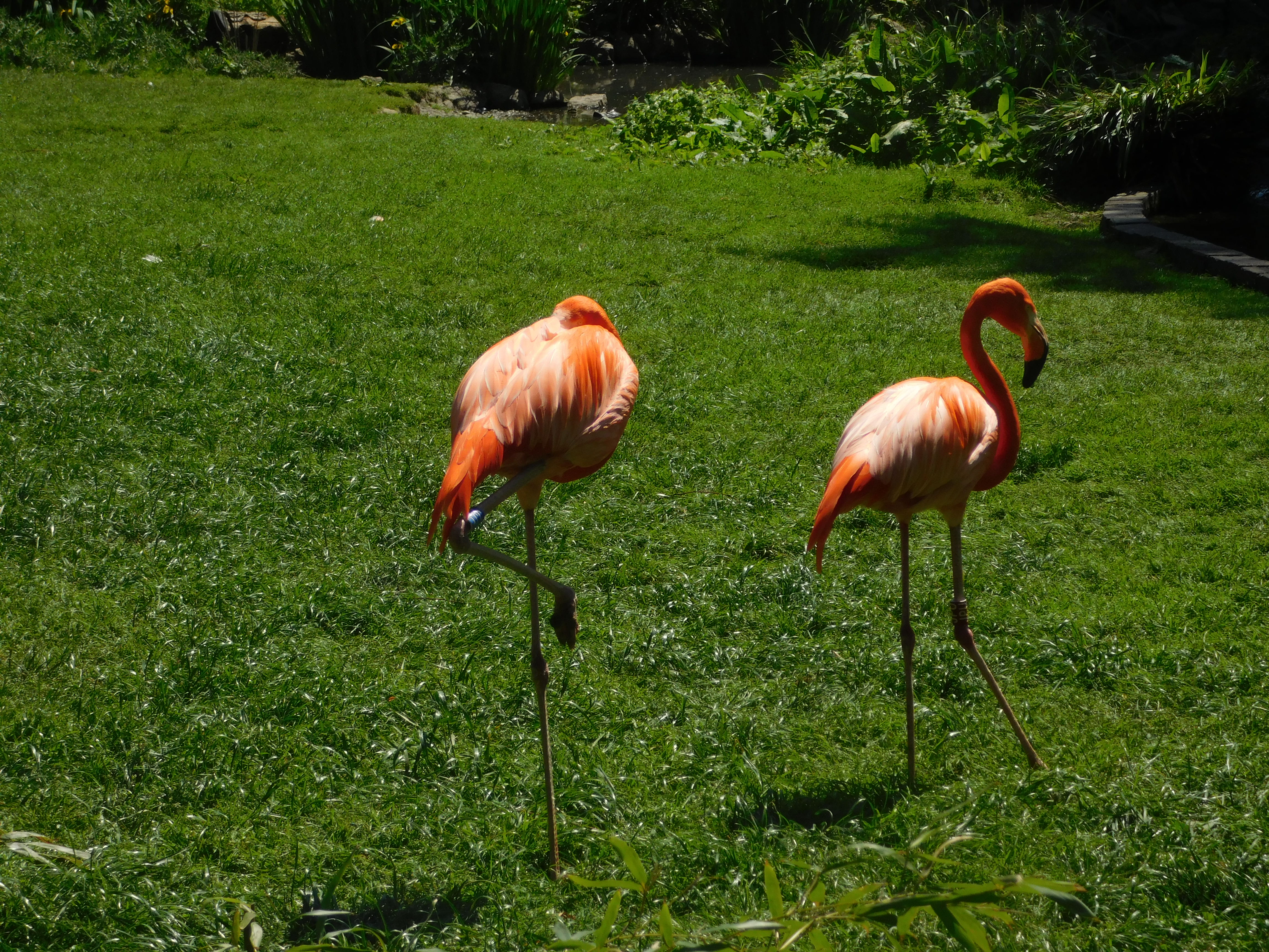 Bild 64 Zoologischer Garten Köln AG in Köln