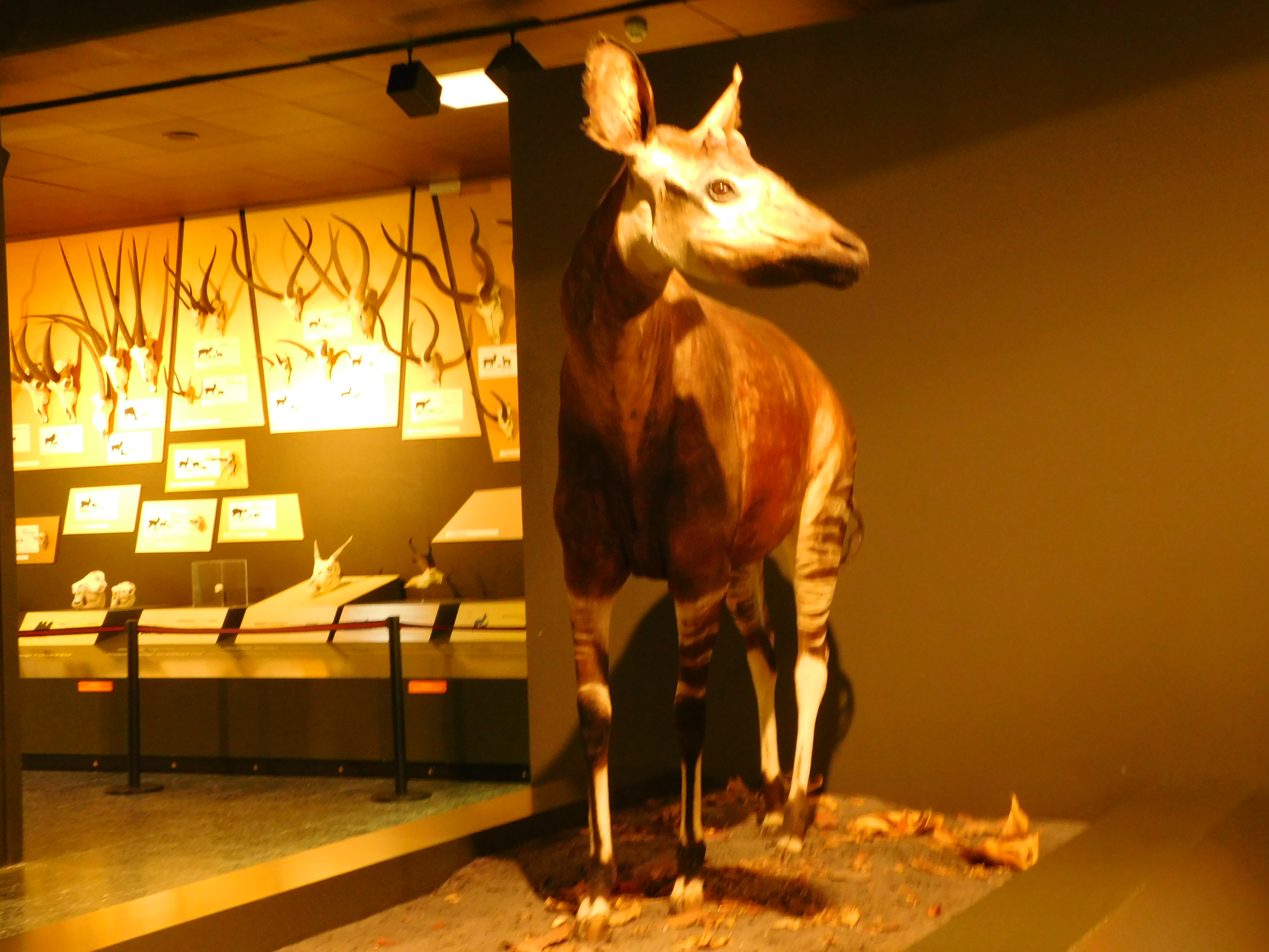 Bild 19 Zoologisches Museum in Hamburg