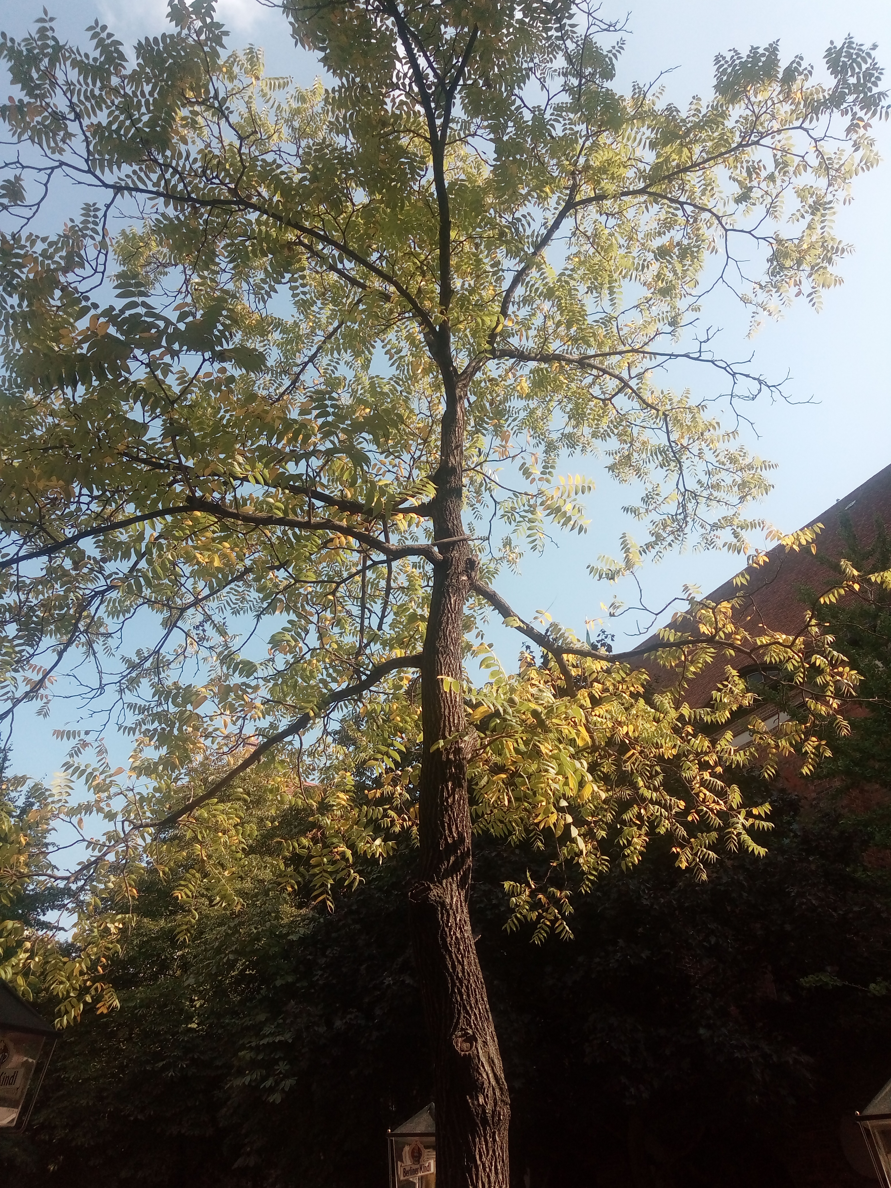 Daher hat das Lokal seinen Namen: Der Nußbaum im Biergarten.