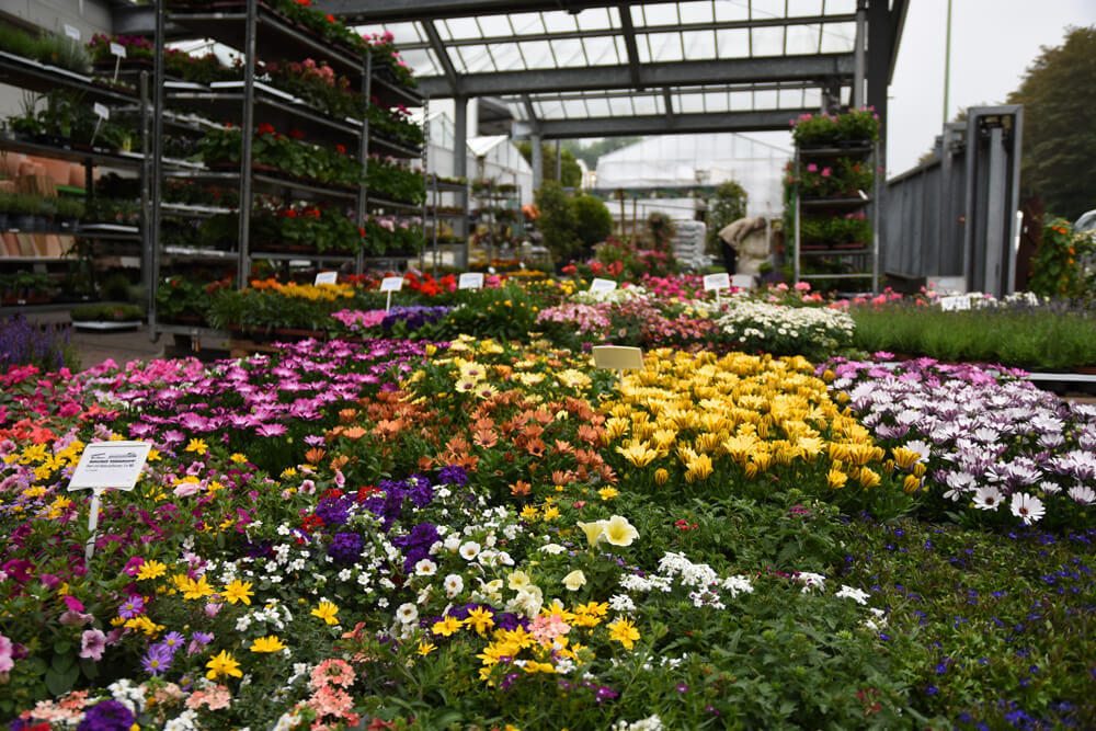 Bild 5 Blumen Bruno Mankopf An der Stadthalle und Am Markt in Hagen