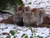 Nutzerbilder Wildpark Poing