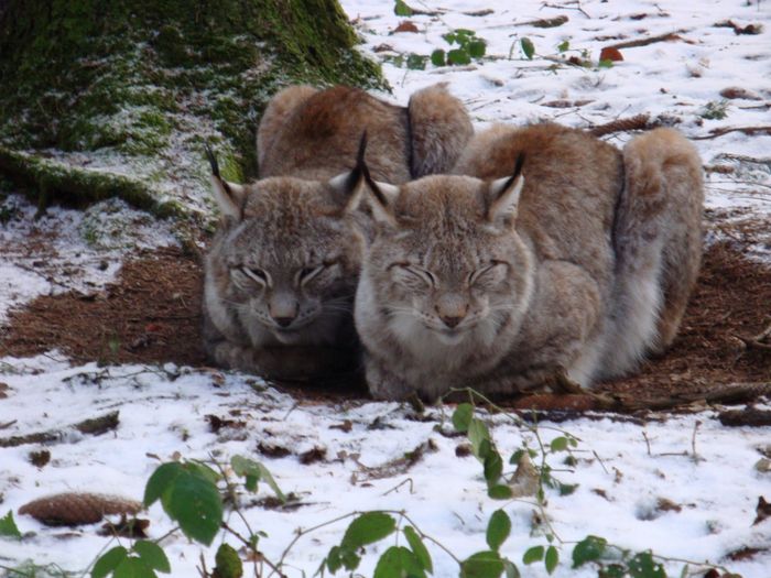 Nutzerbilder Wildpark Poing