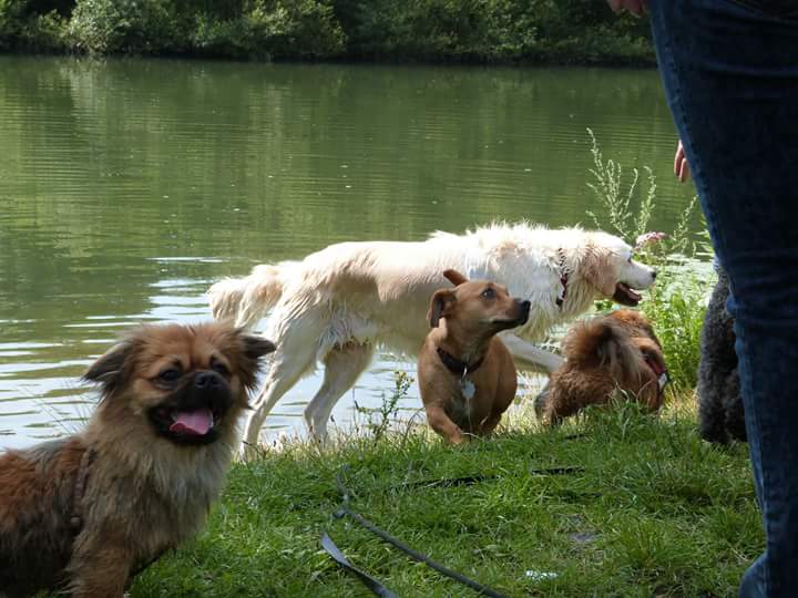 Bild 1 Hammer Hundefreunde e.V. in Hamm