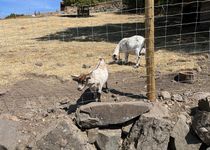 Bild zu Naturwildpark Freisen