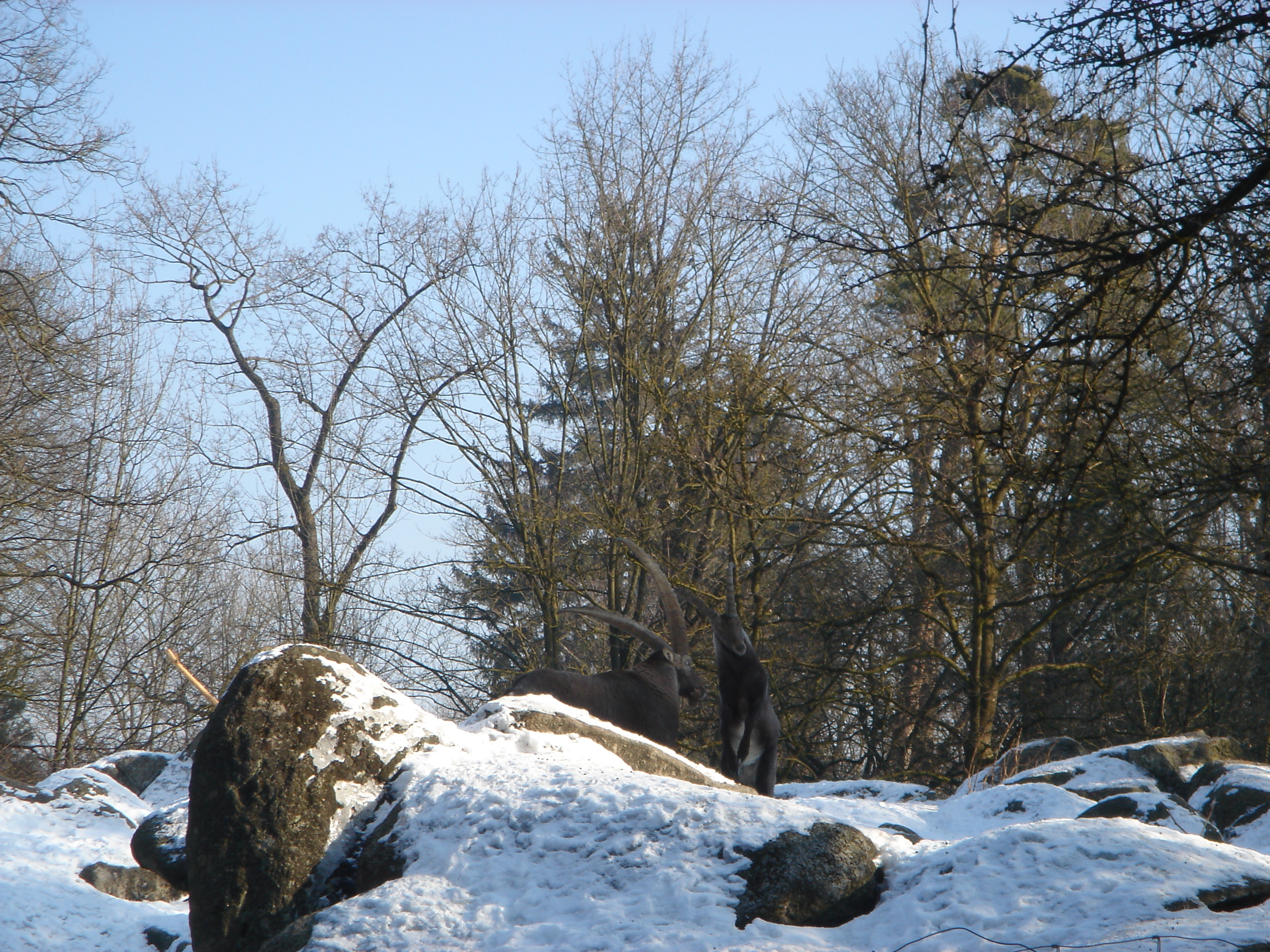 Bild 166 Münchener Tierpark Hellabrunn in München